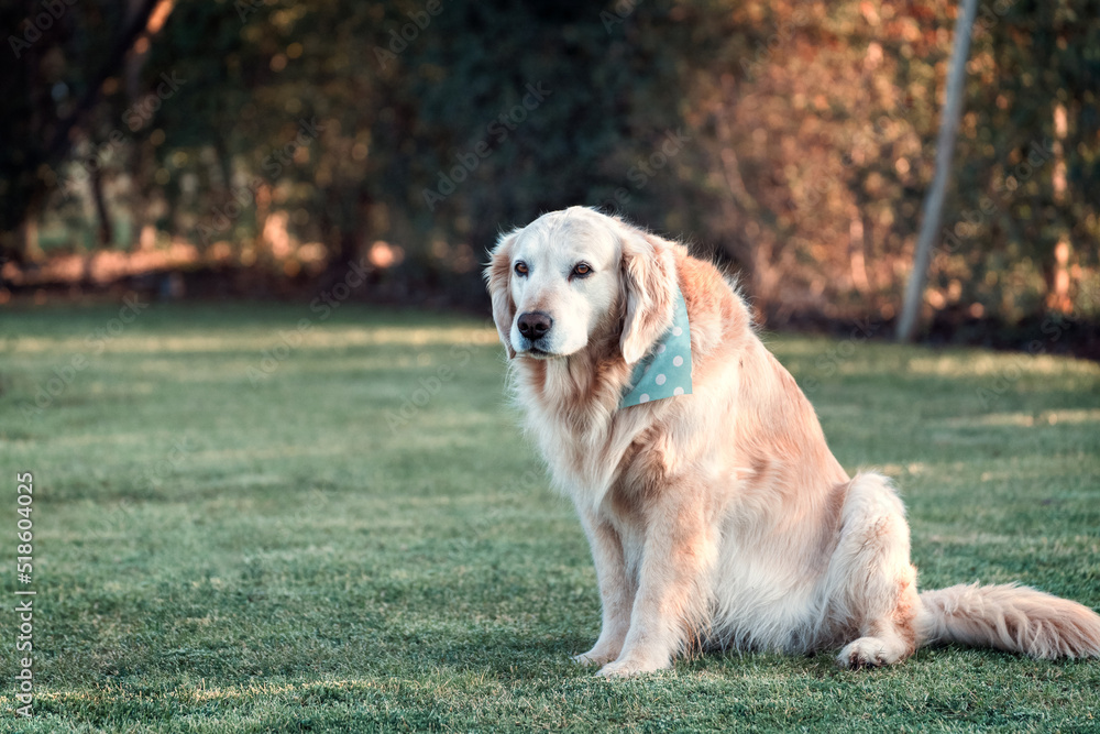golden retriever female sitting on grass outdoors portrait golden retriever female sitting on grass outdoors portrait