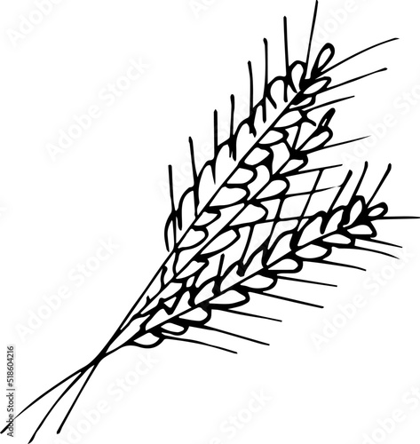 Hand drawn Ear of Wheat illustration. Hand-drawn. Hand-drawn doodles illustration.
Line art.