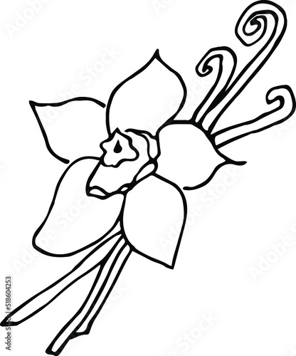Hand drawn Vanilla illustration. Hand-drawn. Hand-drawn doodles illustration.
Line art.