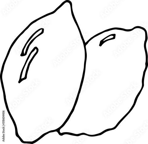 Hand drawn Lemon illustration. Hand-drawn. Hand-drawn doodles illustration.
Line art.