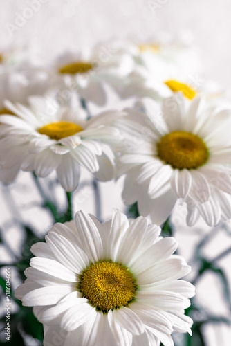 Large blooming daisies. Bouquet of beautiful fresh daisies. Wild daisies are combined into a large bouquet