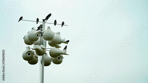 Grouping of purple martin birds perched on a raised nesting house. photo