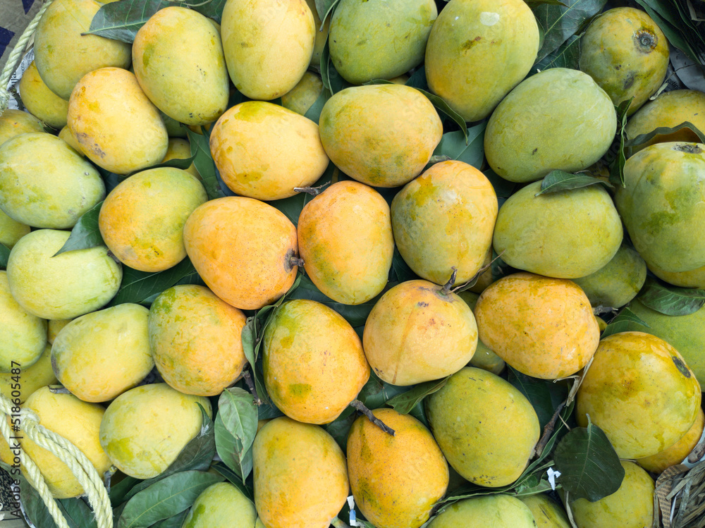 Display of ripe yellow coloured Indian mangoes (Himsagar variety, a popular mango cultivar available in West Bengal and Bangladesh during summer) at a roadside fruit stall in Kolkata, during summer.