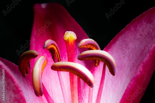 Closeup shot of a Lilium cernuum flower plant seeds photo