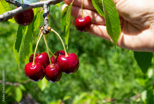 A farmer picks cherries, and close-up. Excellent cherry harvest. Beautiful, bright cherries hanging on a branch.  © Ekaterina Varnakova