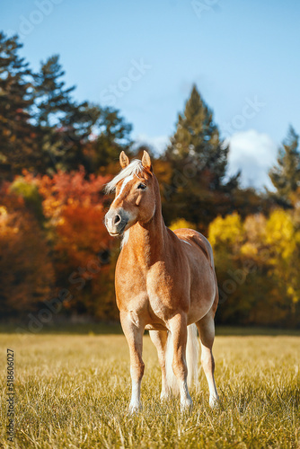 Fotografie Brown haflinger horse in the field on a sunny autumn day