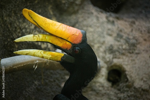 Close-up shot of a rhinoceros hornbill in the zoo photo