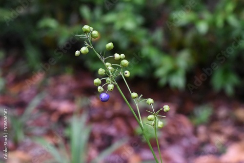 Closeup of East Asian pollia (Pollia japonica) growing against green plants photo