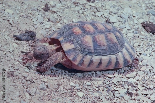 Closeup on the endangered and protected Marginated tortoise, Testudo marginata photo