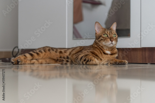 Bengal cat lies relaxed and confident on the floor of the house.