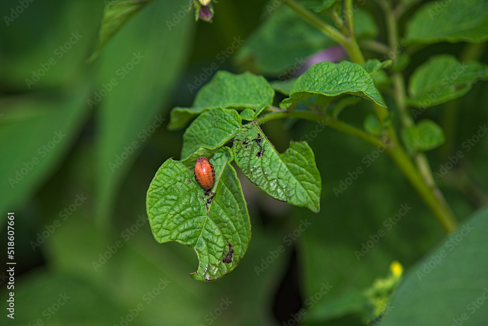 The larva of the Colorado potato beetle eats a green leaf of a potato. close-up with background blur effect The larva of the Colorado potato beetle eats a green leaf of a potato. close-up with background blur effect