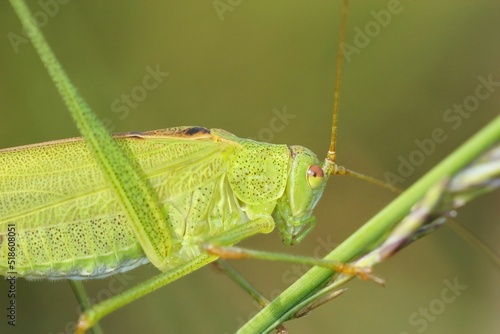 Closeup on a green nymph sickle-bearing bush-cricket , Phaneroptera falcata photo