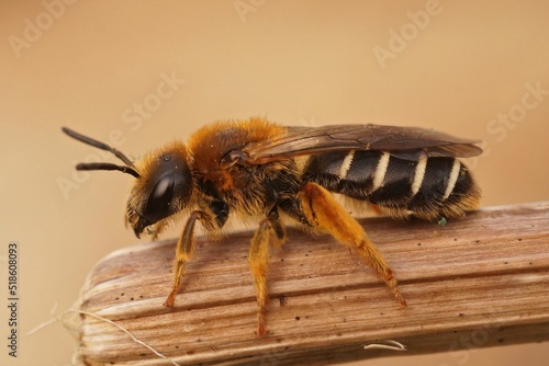 Closeup on a female Orange legged furrow bee, Halictus rubicundus sitting on dried vegetation photo