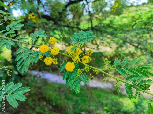 Closeup Shot Of Babul Tree Brand New Flowers And Leave photo