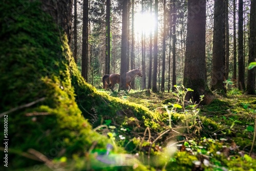 Beautiful shot of a brown horse in the forest with sun rays
