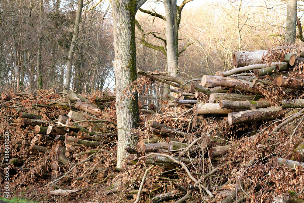 Brown landscape of pine wood stacks piled in a quiet forest on a winter day outside for nature copy space. A tree trunk, old leaf and branch in a natural barrier in rural woodland for sawmill timber