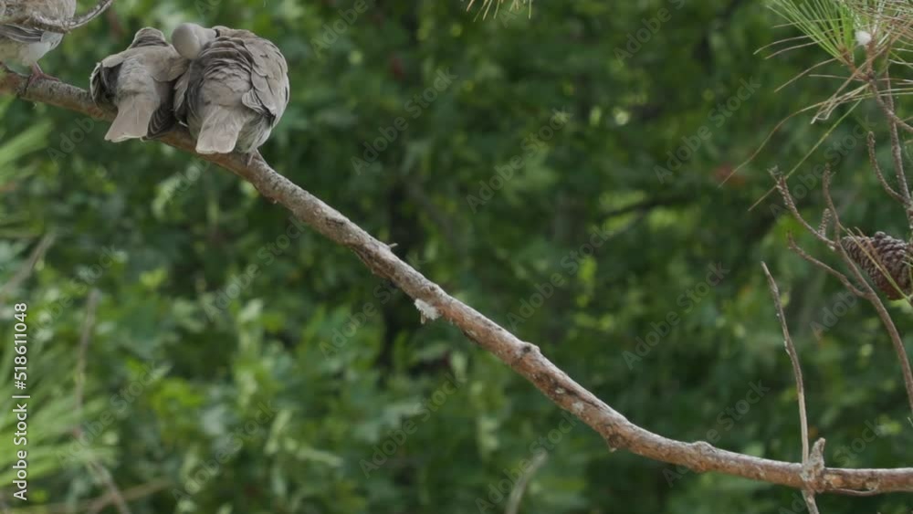 Three grey turtle doves sitting on a pine branch, close-up. One pigeon cleans feathers. The bird family. The concept of ornithology and family values. Three grey turtle doves sitting on a pine branch, close-up. One pigeon cleans feathers. The bird family. The concept of ornithology and family values.