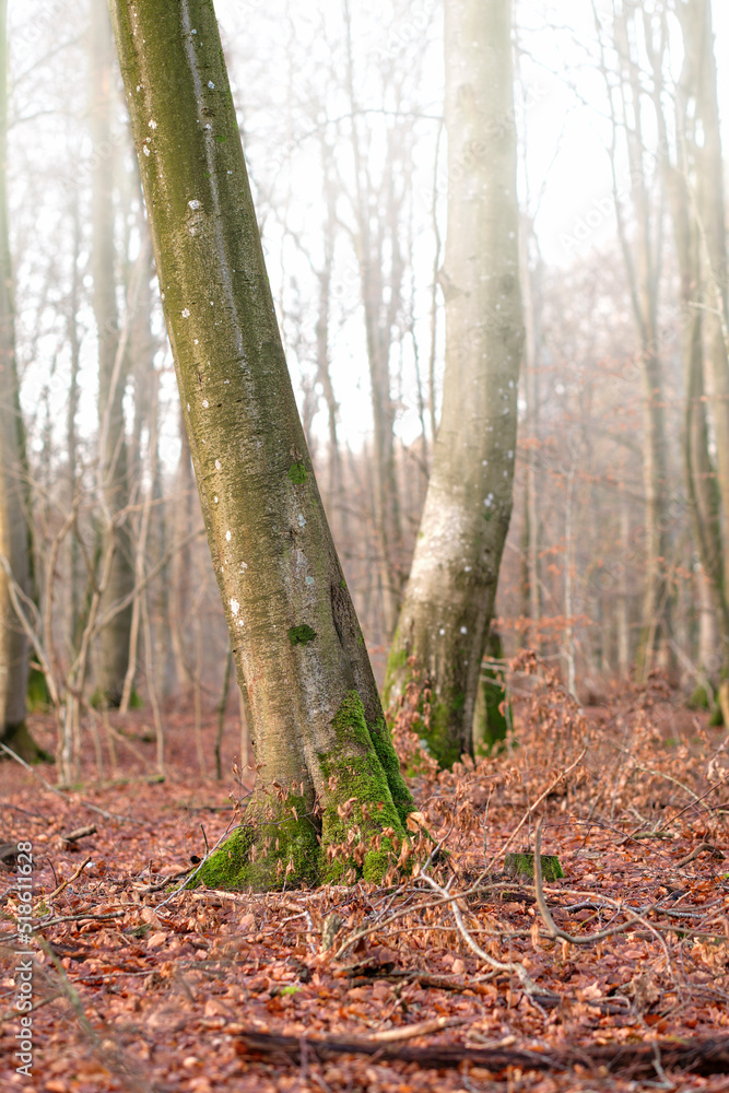 Naklejka premium Tall beech tree trunks with moss and algae growing in a misty forest outdoors. Scenic natural landscape with wooden texture of long old bark in a remote and peaceful meadow with autumn leaves