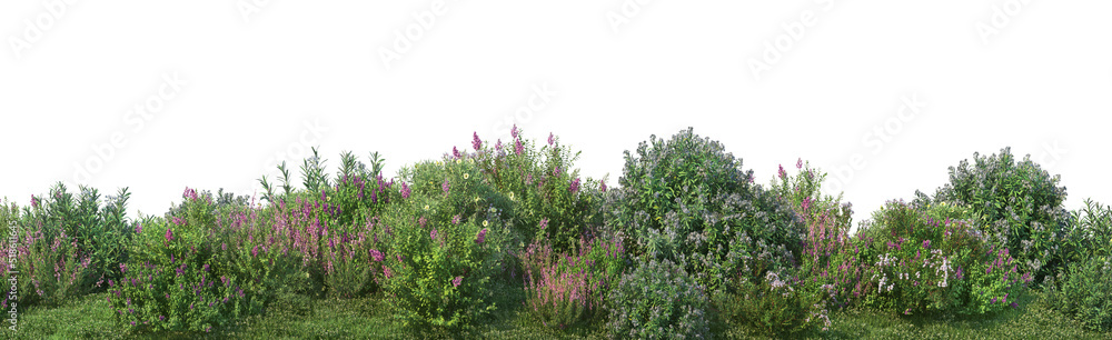 Fototapeta premium Garden of flowering shrubs on a white background 
