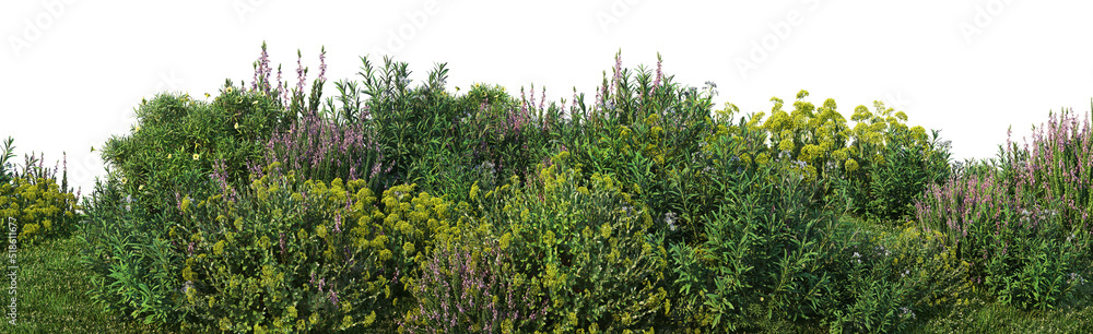 Garden of flowering shrubs on a white background 