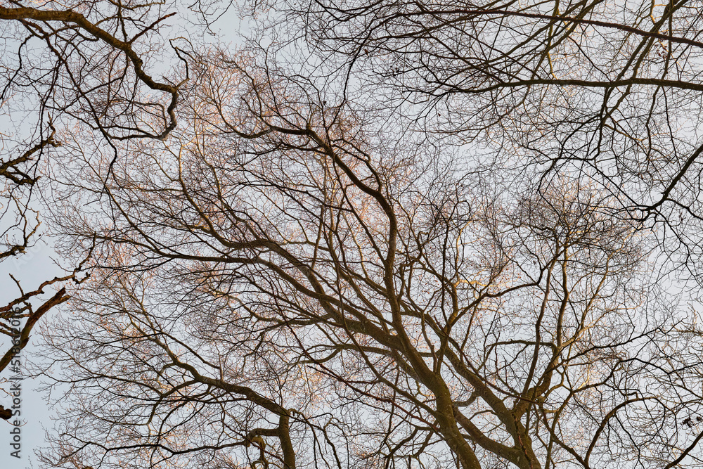 Autumn view of a dry beech tree forest thriving in a dense, remote countryside woods from below. Texture detail of wood growing for timber in a serene, private or secluded nature environment reserve Autumn view of a dry beech tree forest thriving in a dense, remote countryside woods from below. Texture detail of wood growing for timber in a serene, private or secluded nature environment reserve