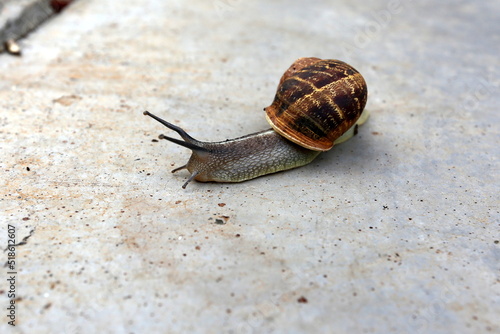 Snail sits on the sidewalk