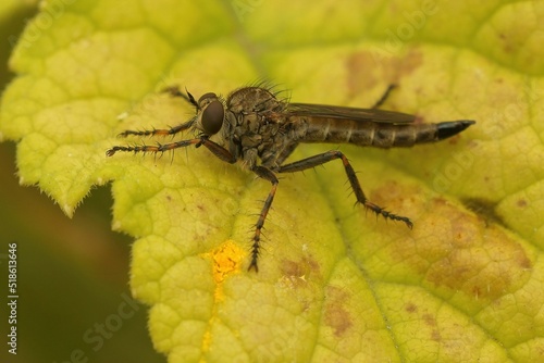 Closeup on a Brown Heath Robberfly, Tolmerus cingulatus, sitting on a green leaf photo