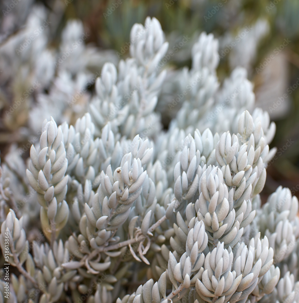 White woolly scenecio plants growing outdoors in nature. Closeup of perennial or seasonal succulents with smooth silver texture leaves. Thick sliver ragworts growth in eco friendly environment White woolly scenecio plants growing outdoors in nature. Closeup of perennial or seasonal succulents with smooth silver texture leaves. Thick sliver ragworts growth in eco friendly environment