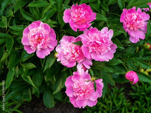 Blooming pink peony flower on a background of green leaves. Paeonia