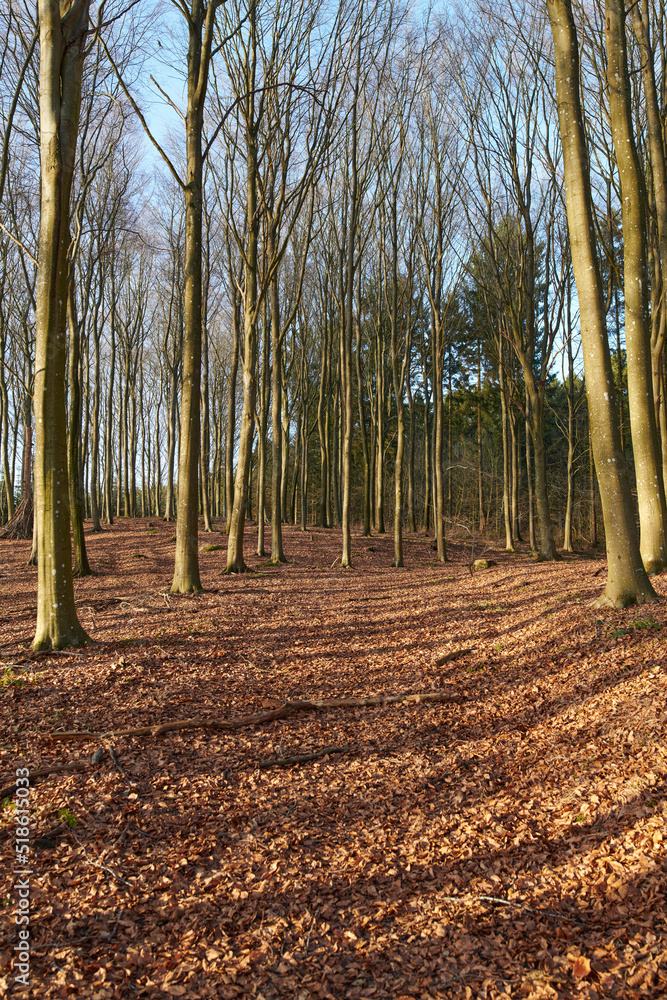 Landscape of planted pine trees in a quiet and remote forest during winter. Scenic and peaceful view of an empty and secluded woods with bare trees during autumn. A natural environment in nature
