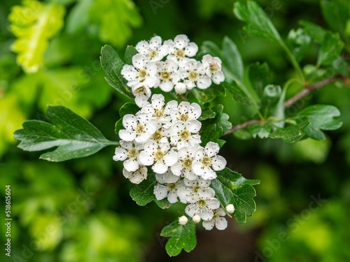 Obraz na płótnie Closeup shot of hawthorn flowers on the tree