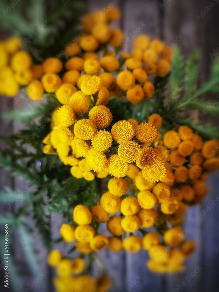 yellow flowers yellow flowers