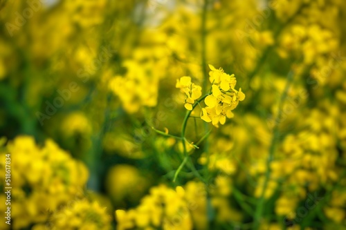 Selective focus shot of rapeseed in bloom photo