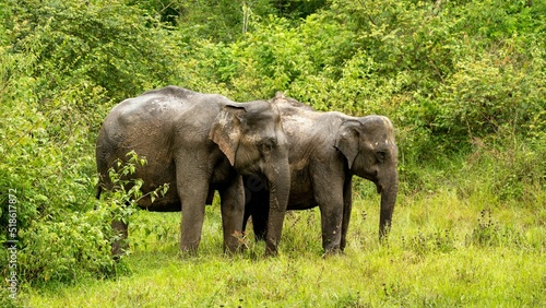 Canvastavla Asiatic elephants family from Indian forests