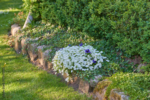 White dusty miller and purple pansy flowers growing, flowering in lush, green and landscaped home garden flowerbed. Cerastium tomentosum bushes blooming in horticulture backyard as decorative plants photo