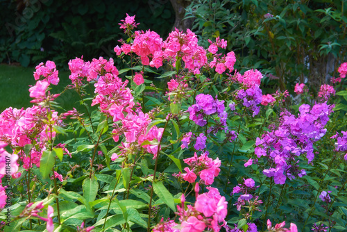 My garden. Lush landscape with colorful flowers growing in a garden on a sunny day outside in spring. Vibrant pink and purple floral fall phlox paniculata blooming and blossoming in nature. photo