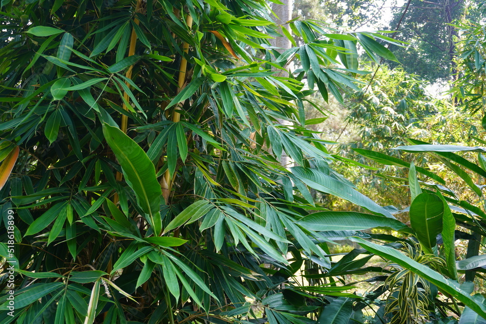 yellow bamboo tree in the garden yellow bamboo tree in the garden
