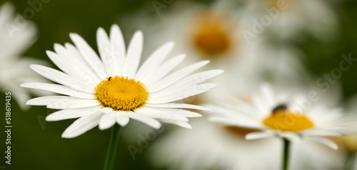 Closeup of one daisy flower growing in a backyard garden against a green nature background. White flowering plant blooming in a park outside in spring. Flora blossoming in the meadow on a sunny day