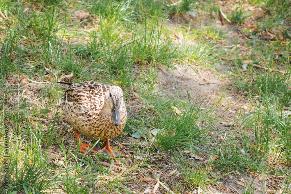 Birds and animals in wildlife concept. A female mallard is resting on green grass