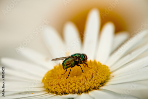 Fly on a Marguerite. Closeup detail of a green bottle fly pollinating a daisy outdoors in nature. Common blowfly feeding on the nectar of a vibrant flower in a garden with a thriving ecosystem.