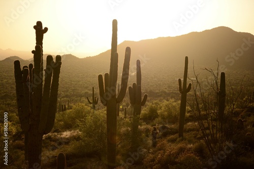 cactus at sunset