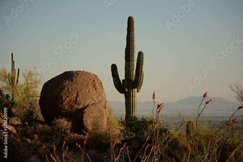 Boulder Cactus Close