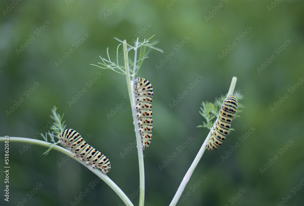 Three swallowtail caterpillars on a fennel. Bright green color with orange dots. The caterpillar of butterfly Papilio machaon - garden pest