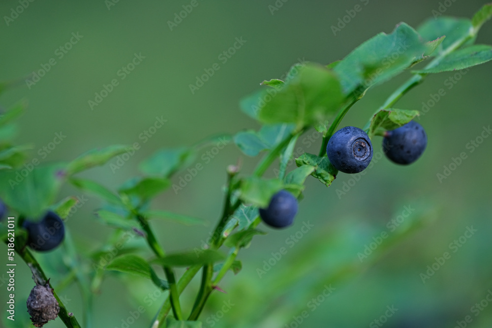 Blueberry on the shrub. Closeup of sprigs with blueberries Blueberry on the shrub. Closeup of sprigs with blueberries
