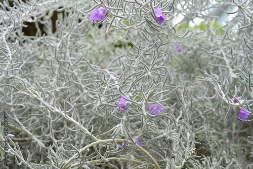 Soft, silvery-grey foliage of Eremophila nivea, with purple violet flowers photo