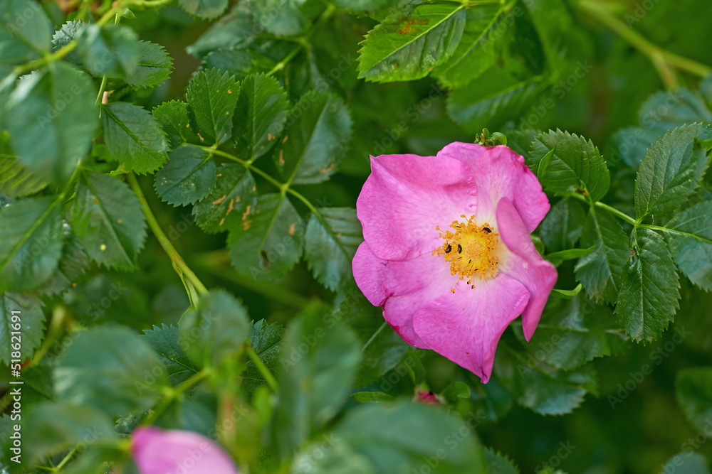 Prickly wild rose with black aphid insects feeding on pollen in a garden. Closeup of one pretty pink flowering plant blooming amongst vibrant leaves and greenery in a remote nature park or meadow Prickly wild rose with black aphid insects feeding on pollen in a garden. Closeup of one pretty pink flowering plant blooming amongst vibrant leaves and greenery in a remote nature park or meadow