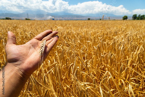 Man s hand holding wheat ear in sunny field