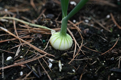 Closeup of an onion head seen on the dirt surface and ready to be picked photo