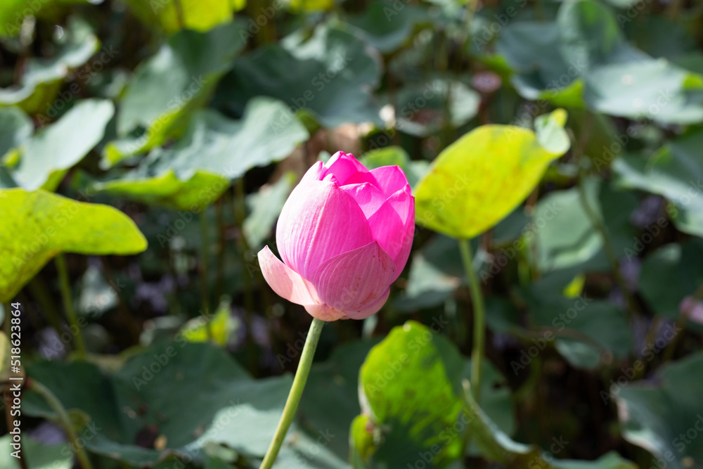 Beautiful blooming pink lotus flower with leaves, Waterlily pond Beautiful blooming pink lotus flower with leaves, Waterlily pond