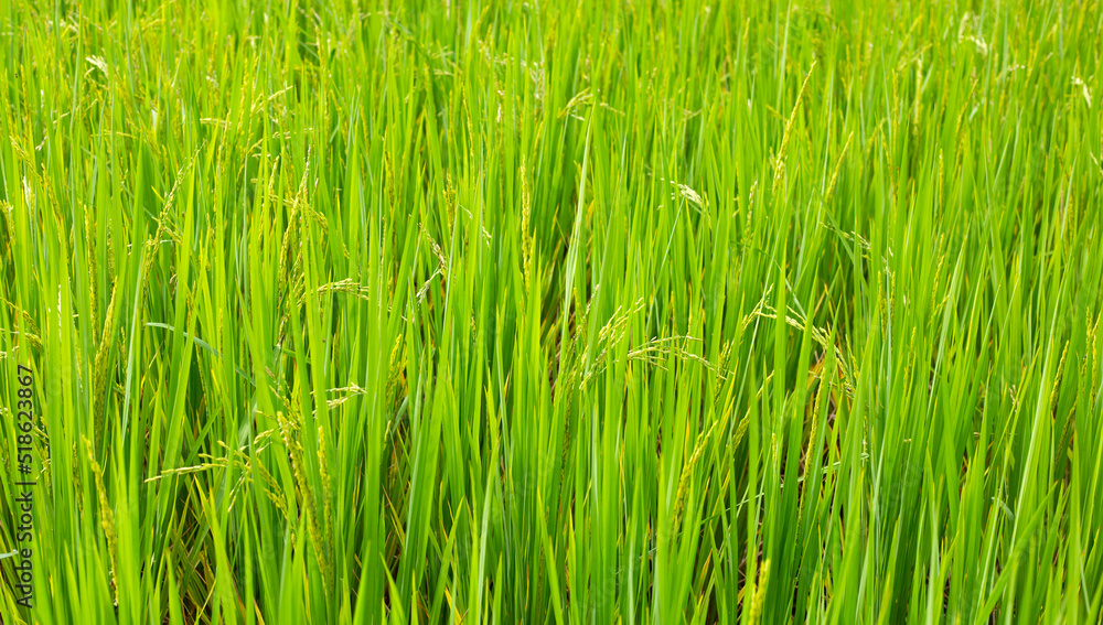Rice plant in rice field. Rice plant in rice field.